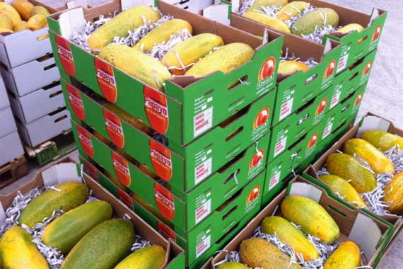 Papaya Box
